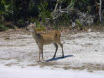 Endangered Key deer